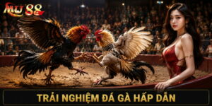 luật chơi đá gà